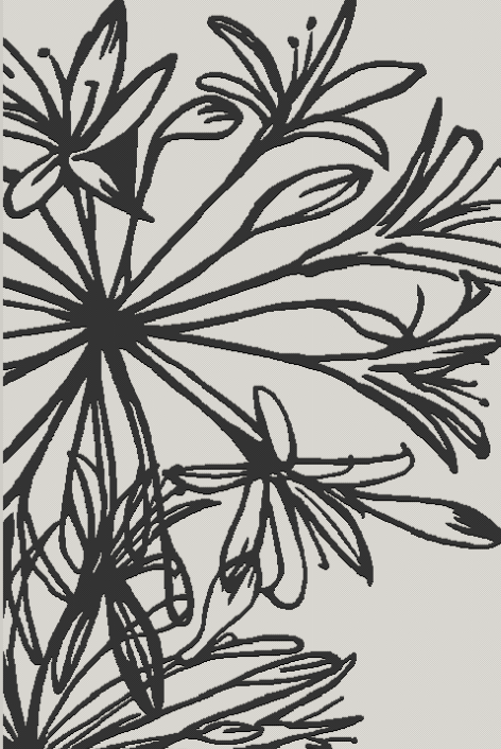 Picture of AGAPANTHUS MONO