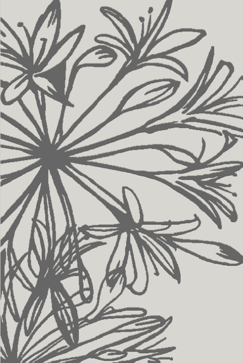 Picture of AGAPANTHUS LIGHT GREY