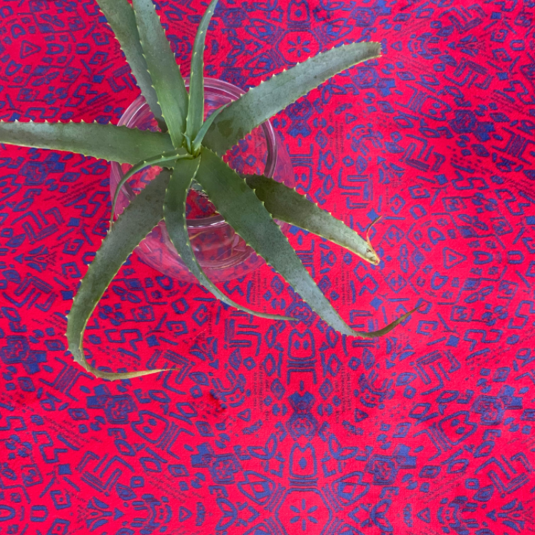 Picture of IMPRINT_ZA  | RED (PRINTED RUG)